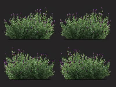 Lush Lavender Bushes With Green Foliage And Purple Blooms For Garden 3d model