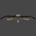 Beautiful Bald Eagle Flying with Spread Wings and Sharp Claws on White Background