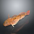 Brown Spotted Aquatic Fish With Unique Fins And Orange Eyes On Dark Surface