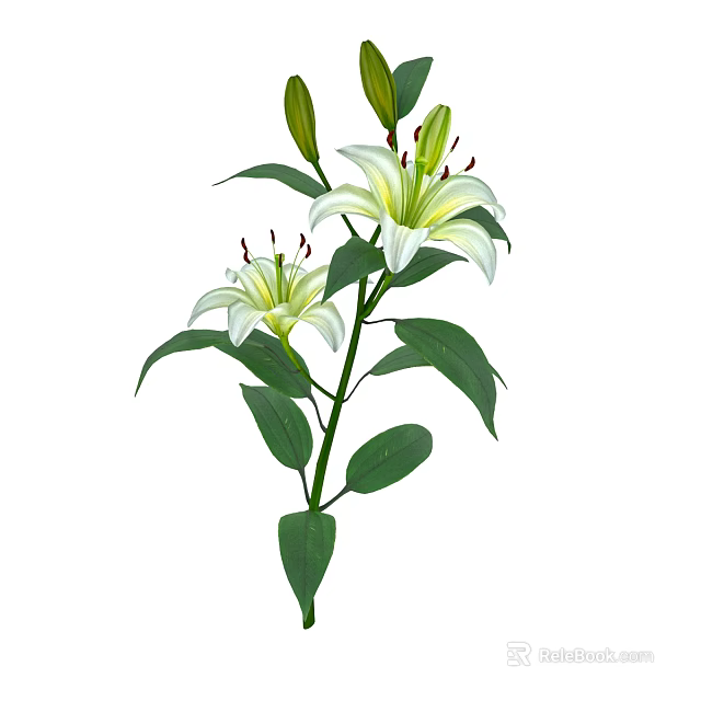 White Lily Flowers With Green Stems Leaves And Unopened Buds For Vase Decoration 3d model 