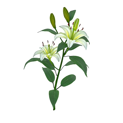 White Lily Flowers With Green Stems Leaves And Unopened Buds For Vase Decoration 3d model