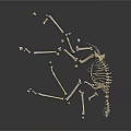 Animal Skeleton Scattered on White Background with Detailed Bone Structure