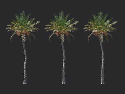 Three Palm Trees With Slender Trunks And Lush Foliage On Black Background 3d model