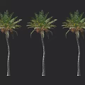 Three Palm Trees With Slender Trunks And Lush Foliage On Black Background 3d model