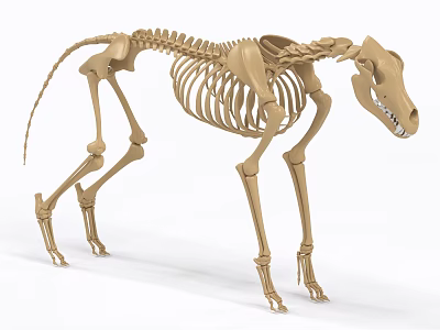 3D Rendered Dog Skeleton Model Displaying Detailed Anatomical Bone Structure 3d model