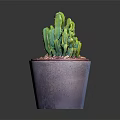 Green Cactus Plant in Purple Pot with Decorative Pebbles on Dark Surface