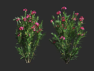 Vibrant Flowering Shrubs With Pink Blooms And Lush Green Foliage 3d model