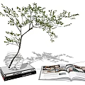 Green Leaf Plant in Transparent Vase on Book with Open Magazine Nearby