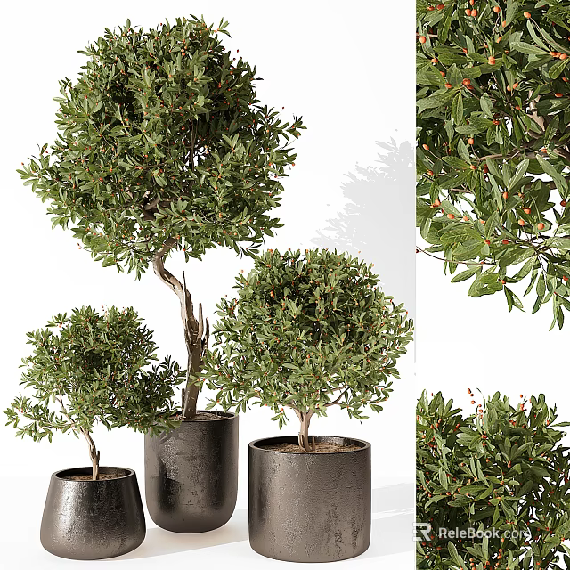Lush Potted Bonsai Trees In Various Sizes With Black Pots Green Foliage And Red Berries 3d model 
