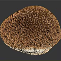 Natural Organ Structure and Hair like Fibers with Brown White Complex Textures