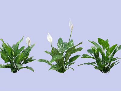 Lush Shrub with Green Leaves and White Flowers in Garden Landscape 3d model