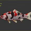 Vibrant White Red And Black Koi Fish With Glossy Scales On Reflective Surface