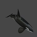Realistic 3D Orca Model With Black And White Coloration And Detailed Fins