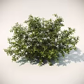 Various Shrub Varieties For Garden Landscaping With Different Sizes And Shapes 3d model