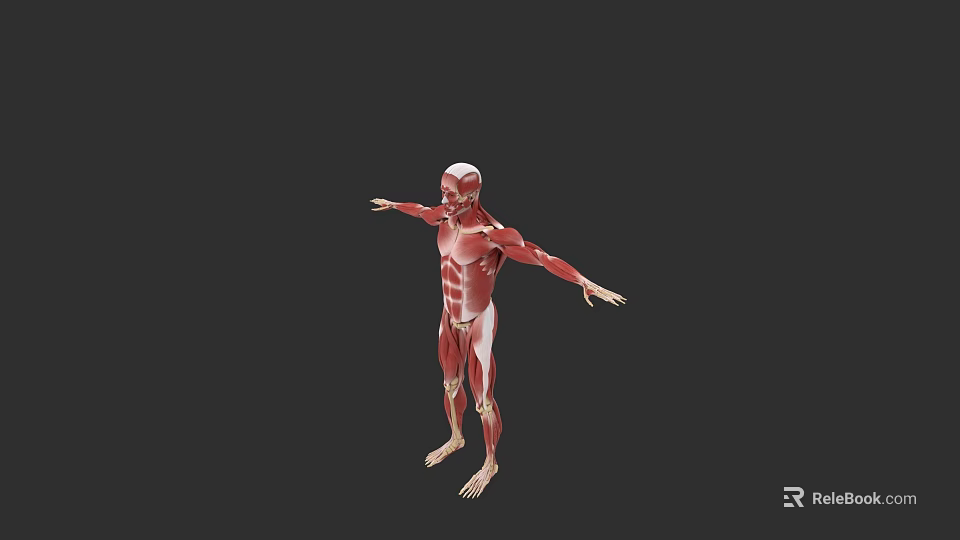 Human Muscular Organ System 3D Anatomical Model With Muscle Structures 3d model