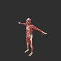 Human Muscular Organ System 3D Anatomical Model With Muscle Structures 3d model