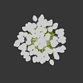 Elegant Green Glass Vase With Dried Flowers Arrangement On White Background