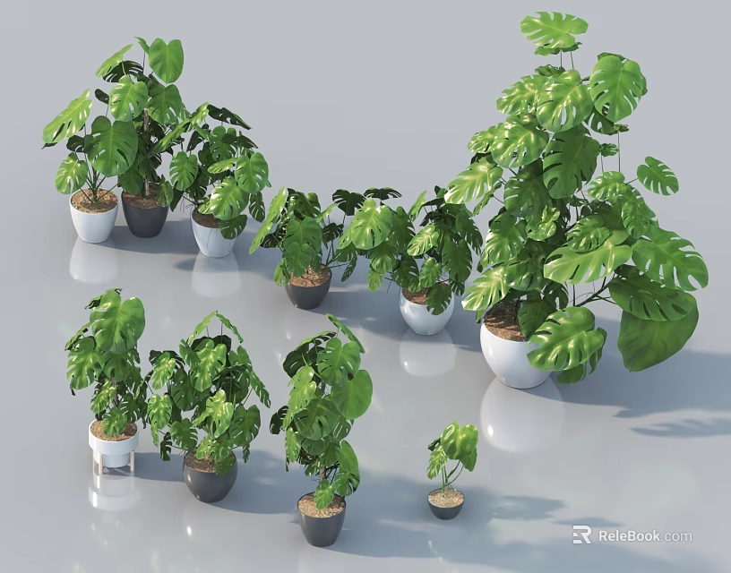 Modern Style Potted Plants Various Sizes With Green Large Leaves In White And Dark Pots 3d model 
