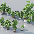 Modern Style Potted Plants Various Sizes With Green Large Leaves In White And Dark Pots