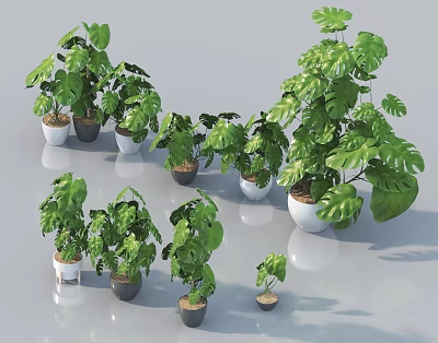 Modern Style Potted Plants Various Sizes With Green Large Leaves In White And Dark Pots 3d model