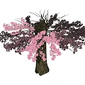 Japanese Sakura Tree Outdoor Tree 3d model