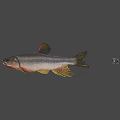Realistic Fish Swimming With Colorful Small Ball In Gray Background