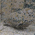 Pixel Art Flying Animal Figure with Colorful Mosaic Design on Patterned Tile Floor and Wall