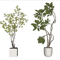 Bonsai Potted Plants in White Planters with Green Foliage and Unique Branches