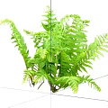 Lush Green Ornamental Shrub With Fern Like Leaves And Vibrant Foliage