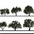 Six Olive Trees in Various Shapes Arranged in Two Rows on White Background