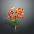 Orange Spotted Tiger Lily Plant with Green Leaves and Stem on Gray Background