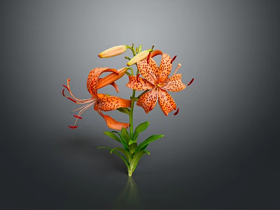 Orange Spotted Tiger Lily Plant with Green Leaves and Stem on Gray Background 3d model
