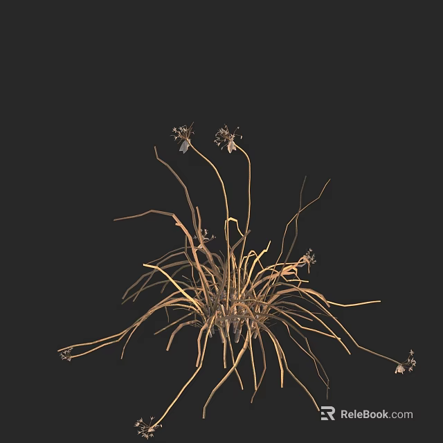 Dried Flowers with Slender Stems and Small Blooms on Black Background 3d model 