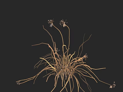Dried Flowers with Slender Stems and Small Blooms on Black Background 3d model