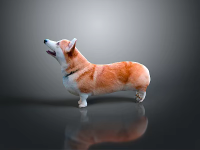 Corgi flying cartoon brown white pet cute mammal mammal animal 3d model