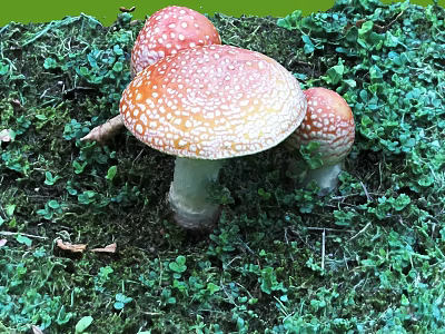 Fresh Red Mushrooms With White Spots Growing On Green Grass Surface 3d model
