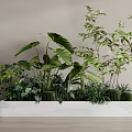 Indoor Green Plants With Large Leaves Small Shrubs And Cactus In White Marble Planter