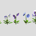 Vibrant purple and blue pansies with fresh green leaves arranged in a row
