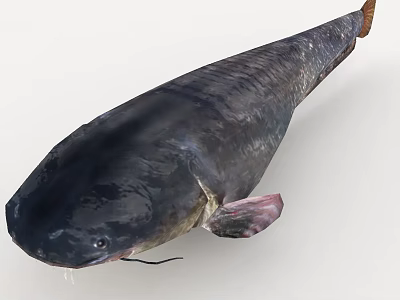 Large Dark Colored Catfish With Whiskers Glossy Body And Pink Fins 3d model