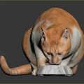 Orange and white cat eating food from a bowl on a black surface in studio setting
