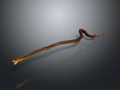 Slender Brown Snake With Extended Tongue On Shiny Black Surface 3d model