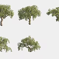 Various Arbor Tree Forms With Lush Green Leaves And Natural Trunk Structures 3d model