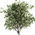 Lush Green Olive Bonsai Potted Plants With Different Sizes Black Pots And Gold Trim