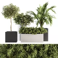 Bonsai Potted Plants With Lush Foliage In Black And White Square Planters