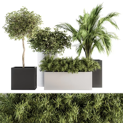 Bonsai Potted Plants With Lush Foliage In Black And White Square Planters 3d model