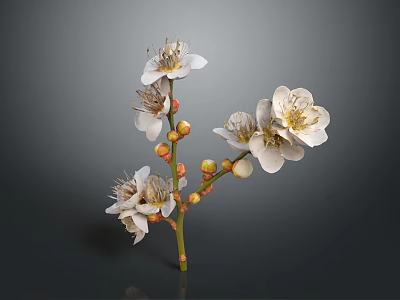 Blooming Dainty White Flowers and Vibrant Orange Buds on Graceful Green Flower Branch 3d model