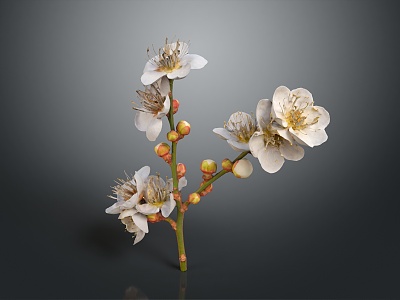 modern flowers plum flowers weeds model