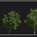 Various Arbor Species Including Root Ball Trees Osmanthus And Fig Tree Varieties 3d model
