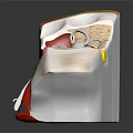 3D Ear Anatomical Illustration Showing Detailed Internal Structure And Medical Components For Education