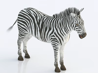 Modern Zebra 3d model